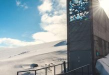 El futuro de la aceituna está asegurado: ya hay semillas de olivo en la ‘bóveda del fin del mundo’ del Ártico El futuro de la aceituna está asegurado: ya hay semillas de olivo en la ‘bóveda del fin del mundo’ del Ártico