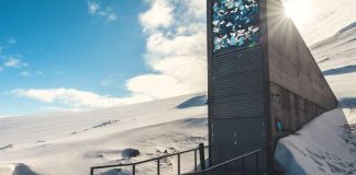 El futuro de la aceituna está asegurado: ya hay semillas de olivo en la ‘bóveda del fin del mundo’ del Ártico