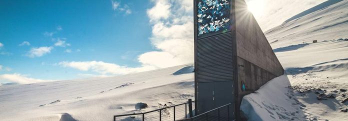 El futuro de la aceituna está asegurado: ya hay semillas de olivo en la ‘bóveda del fin del mundo’ del Ártico