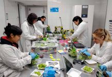 Resultados de postcosecha evaluarán si uva de mesa con menos agua mantiene su calidad