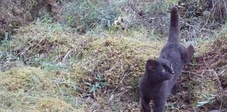 Confirman relevancia internacional de sistema chileno de monitoreo de fauna