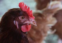 influenza aviar H5N1. influenza aviar de alta patogenicidad (IAAP) H5N1