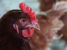 influenza aviar H5N1. influenza aviar de alta patogenicidad (IAAP) H5N1