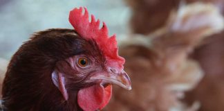 SAG confirma primer caso de influenza aviar en un traspatio de La Araucanía y refuerza medidas para detección oportuna en todo el país influenza aviar H5N1. influenza aviar de alta patogenicidad (IAAP) H5N1