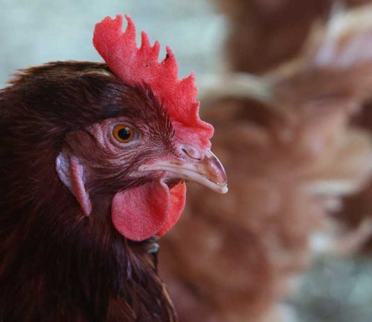 SAG confirma primer caso de influenza aviar en un traspatio de La Araucanía y refuerza medidas para detección oportuna en todo el país influenza aviar H5N1. influenza aviar de alta patogenicidad (IAAP) H5N1