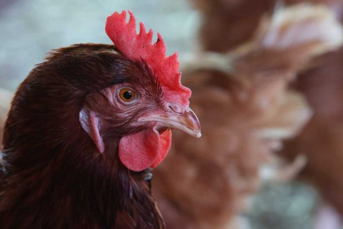 influenza aviar H5N1. influenza aviar de alta patogenicidad (IAAP) H5N1