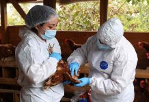 influenza aviar H5N1. influenza aviar de alta patogenicidad (IAAP) H5N1