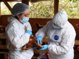 influenza aviar H5N1. influenza aviar de alta patogenicidad (IAAP) H5N1