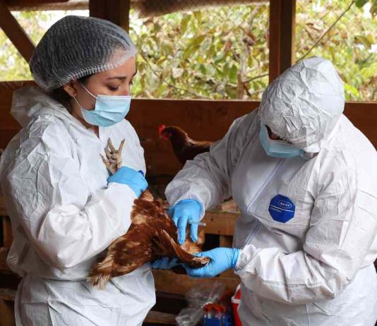 influenza aviar H5N1. influenza aviar de alta patogenicidad (IAAP) H5N1