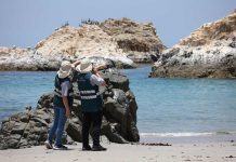 SAG confirma caso de influenza aviar H5N1 en aves de traspatio en la región de Valparaíso