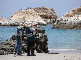 SAG confirma caso de influenza aviar H5N1 en aves de traspatio en la región de Valparaíso