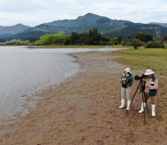 SAG confirma dos casos de influenza aviar H5N1 en aves de traspatio de la región de O’Higgins