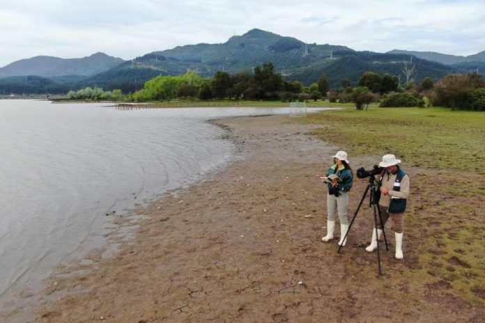SAG confirma dos casos de influenza aviar H5N1 en aves de traspatio de la región de O’Higgins