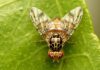 mosca de la fruta