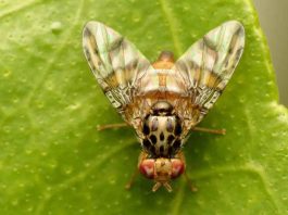 mosca de la fruta