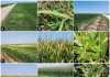 Una nueva enfermedad del maíz y el sorgo, identificada recientemente, podría confundirse con una deficiencia Una nueva enfermedad del maíz y el sorgo, identificada recientemente, podría confundirse con una deficiencia