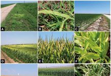 Una nueva enfermedad del maíz y el sorgo, identificada recientemente, podría confundirse con una deficiencia Una nueva enfermedad del maíz y el sorgo, identificada recientemente, podría confundirse con una deficiencia