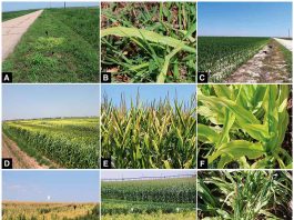 Una nueva enfermedad del maíz y el sorgo, identificada recientemente, podría confundirse con una deficiencia