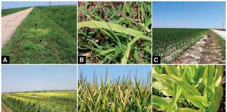 Una nueva enfermedad del maíz y el sorgo, identificada recientemente, podría confundirse con una deficiencia