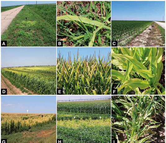 Una nueva enfermedad del maíz y el sorgo, identificada recientemente, podría confundirse con una deficiencia Una nueva enfermedad del maíz y el sorgo, identificada recientemente, podría confundirse con una deficiencia