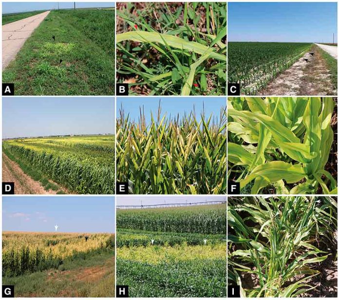 Una nueva enfermedad del maíz y el sorgo, identificada recientemente, podría confundirse con una deficiencia
