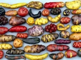 Semillas tradicionales: un patrimonio de los territorios para la seguridad alimentaria