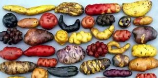 Semillas tradicionales: un patrimonio de los territorios para la seguridad alimentaria