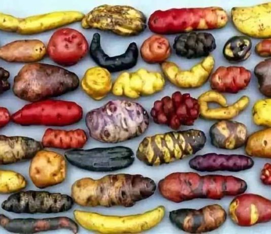 Semillas tradicionales: un patrimonio de los territorios para la seguridad alimentaria