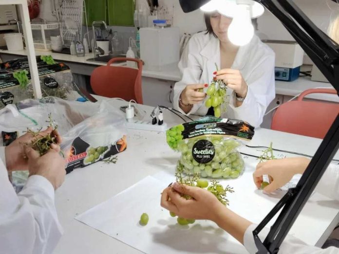 ¿Es posible producir uva de mesa con la mitad de agua? Resultados de postcosecha serán decisivos