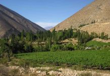 ANIAE emite informe final de previsión de vendimia ANIAE emite informe final de previsión de vendimia