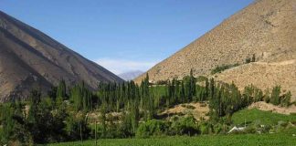 ANIAE emite informe final de previsión de vendimia