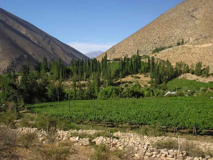 ANIAE emite informe final de previsión de vendimia