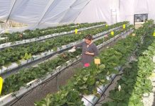 Advierten que lluvias y temperaturas cálidas de invierno y primavera impactarían huertos frutales del centro sur