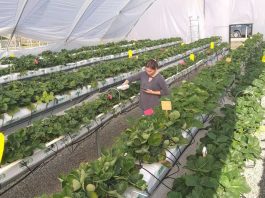 Advierten que lluvias y temperaturas cálidas de invierno y primavera impactarían huertos frutales del centro sur