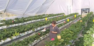 Advierten que lluvias y temperaturas cálidas de invierno y primavera impactarían huertos frutales del centro sur