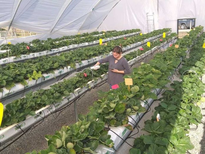 Advierten que lluvias y temperaturas cálidas de invierno y primavera impactarían huertos frutales del centro sur