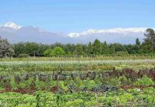 Argentina | Agricultura regenerativa: paradigma desde la relación con la naturaleza y el rendimiento del campo Agricultura regenerativa: paradigma desde la relación con la naturaleza y el rendimiento del campo