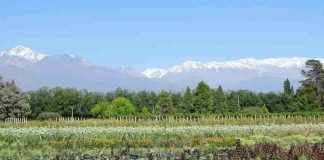 Argentina | Agricultura regenerativa: paradigma desde la relación con la naturaleza y el rendimiento del campo Agricultura regenerativa: paradigma desde la relación con la naturaleza y el rendimiento del campo