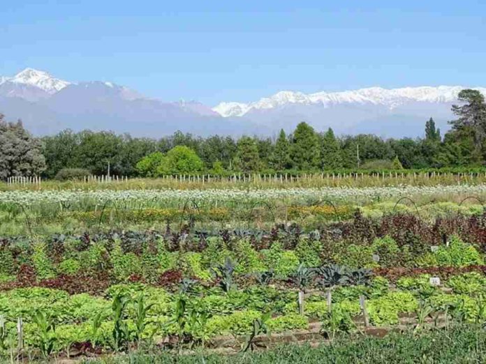 Agricultura regenerativa paradigma desde la relación con la naturaleza y el rendimiento del campo Agricultura regenerativa: paradigma desde la relación con la naturaleza y el rendimiento del campo