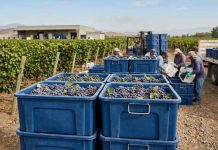 Agrocheck, liderando la Trazabilidad en Bins frutícolas: La tecnología que resuelve la «caja negra» del campo a la planta Agrocheck, liderando la trazabilidad en bins fruticolas: La tecnología que resuelve la "caja negra" del campo a la planta