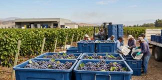 Agrocheck, liderando la trazabilidad en bins fruticolas: La tecnología que resuelve la "caja negra" del campo a la planta