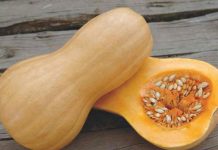 Reportaje | Almacenamiento estratégico de zapallos puede duplicar el contenido de azúcar y elevar las proteínas