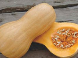 Reportaje | Almacenamiento estratégico de zapallos puede duplicar el contenido de azúcar y elevar las proteínas