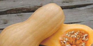 Reportaje | Almacenamiento estratégico de zapallos puede duplicar el contenido de azúcar y elevar las proteínas