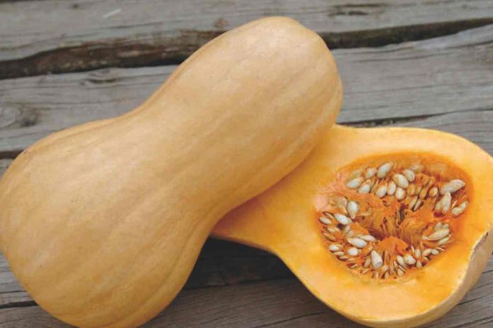 Reportaje | Almacenamiento estratégico de zapallos puede duplicar el contenido de azúcar y elevar las proteínas