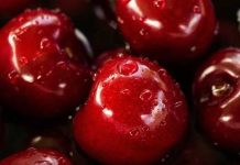 Argentina | Comienza seminario clave para la industria de la cereza