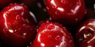 Argentina | Comienza seminario clave para la industria de la cereza