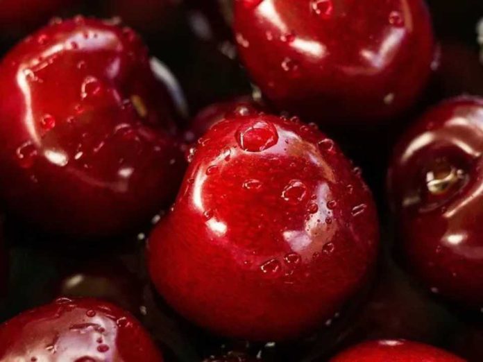 Argentina | Comienza seminario clave para la industria de la cereza