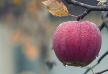 Argentina La fruticultura se achica por qué desaparecen miles de productores