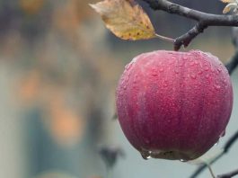 Argentina La fruticultura se achica por qué desaparecen miles de productores